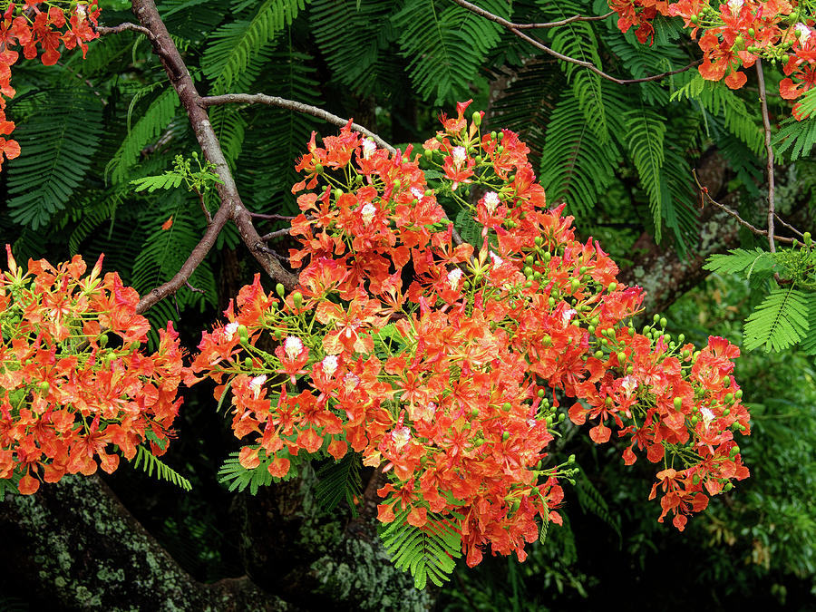 Travel Photograph - Orange Flowers of the Flamboyant Tree by Jill Nightingale