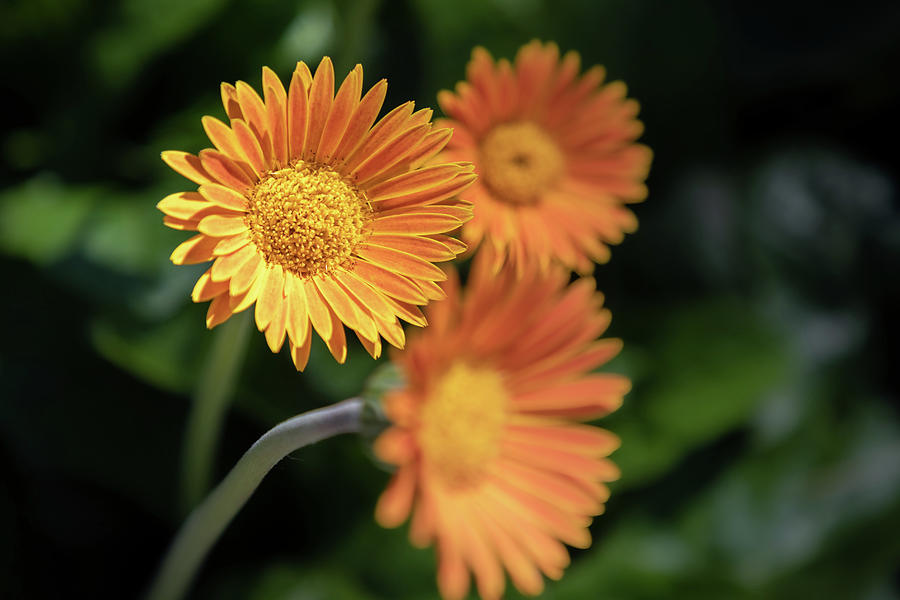 Orange Flowers Photograph by Robert Carter