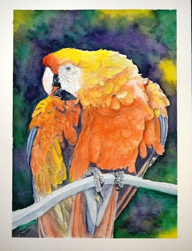 Orange Fluffy Macaw Painting by Richard Benson