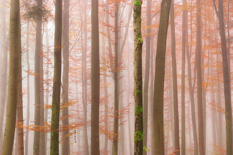 Orange Fog Photograph by Alexander Kunz