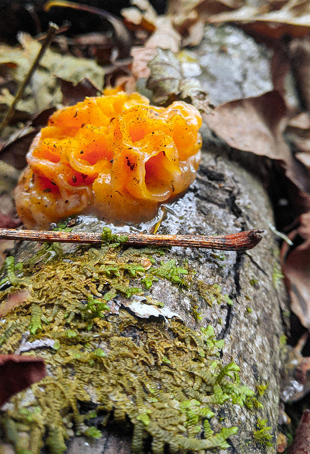 Nature Photograph - Orange Forest Fungus by Chris Cliff