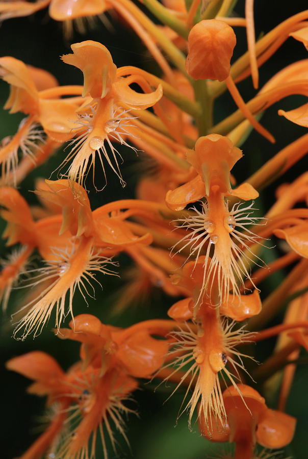 Orange Fringed Orchid Photograph by Robin Street-Morris
