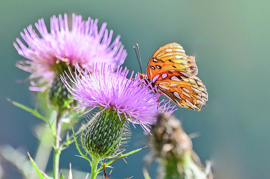 Orange Fritillary Butterfly And Purple Flower Photograph by Ed Stokes