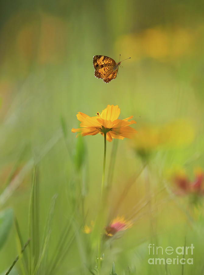Orange Fritillary Butterfly Photograph