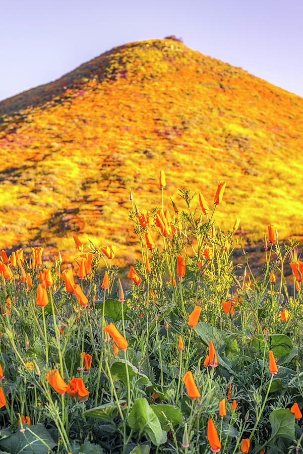 California Poppies Front To Back Photograph by Joseph S Giacalone