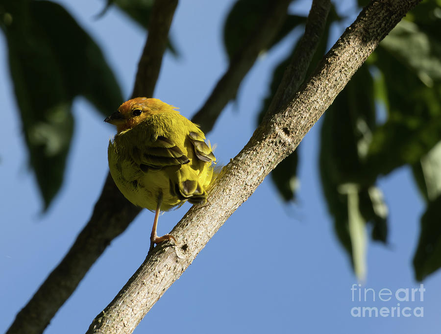 Wildlife Photograph - Orange-Fronted Yellow Finch by Eva Lechner