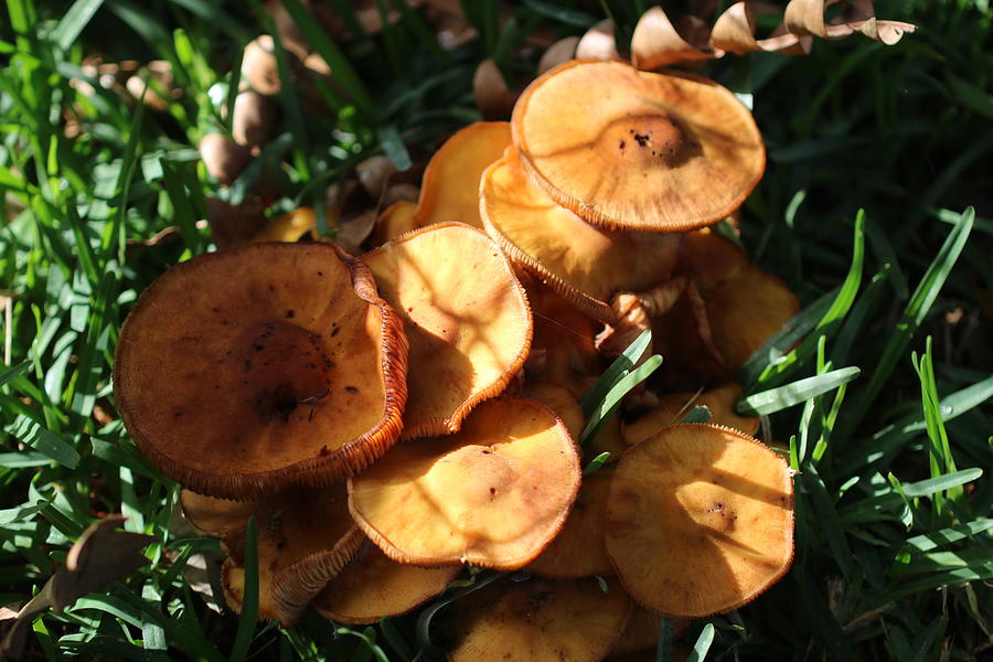 Orange Fungi Group Photograph