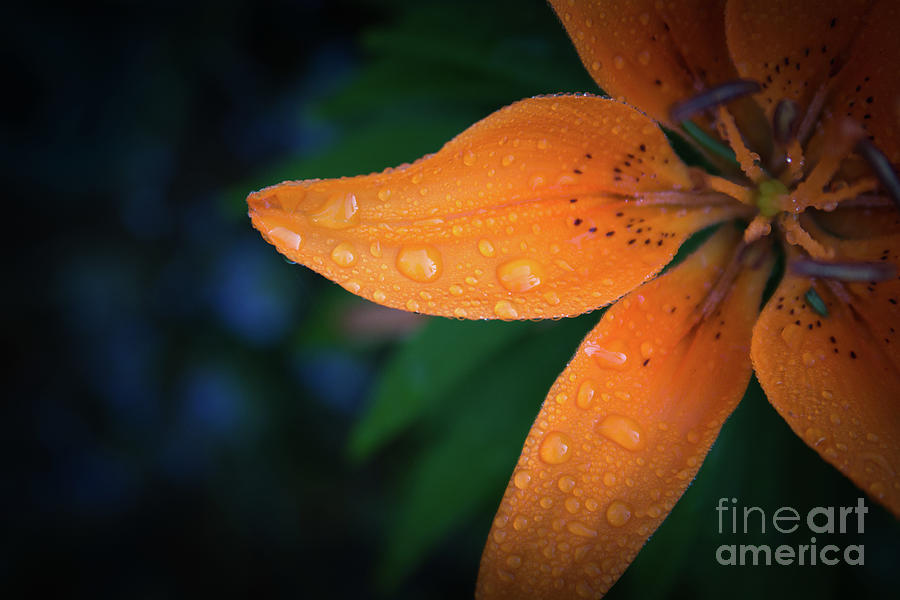Summer Photograph - Orange Fusion by Deborah Klubertanz