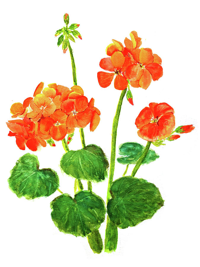 Orange Geranium Flower Painting by Color Color