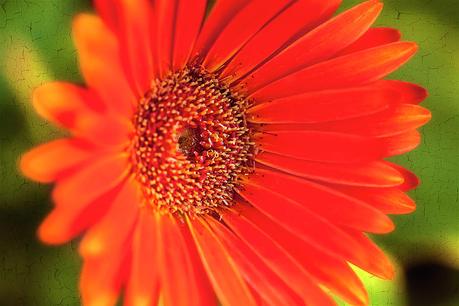 Orange Gerbera Daisy Photograph by Reynaldo Williams | Fine Art America