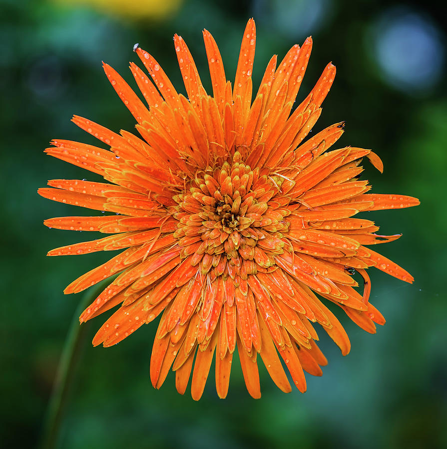Orange Gerbera Daisy Photograph by Vishwanath Bhat