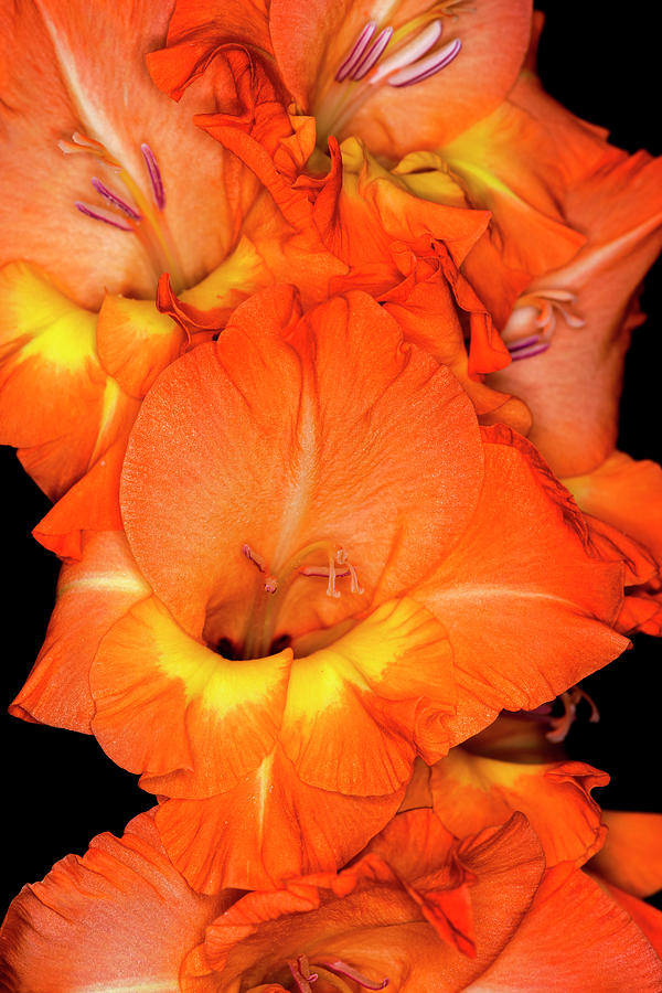 Orange Gladiolus Flower with Black Background Photograph by Art Whitton