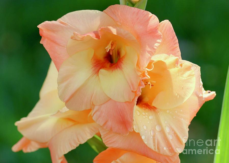 Orange Gladiolus Closeup Photograph by Carol Groenen