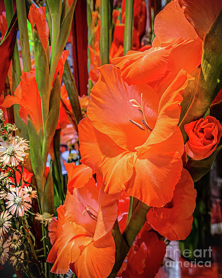 Orange Gladiolus Photograph by David Meznarich