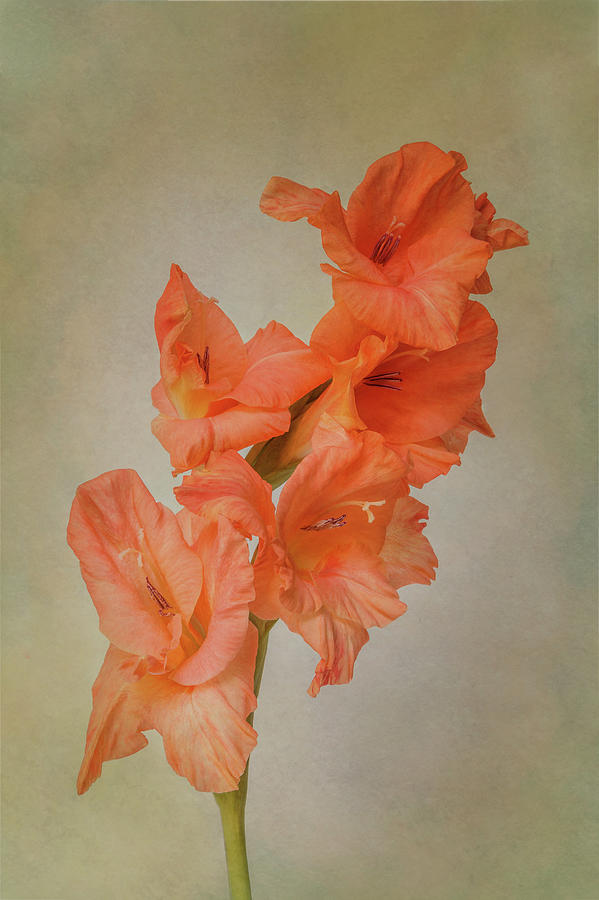Orange Gladiolus Spike Photograph by Patti Deters