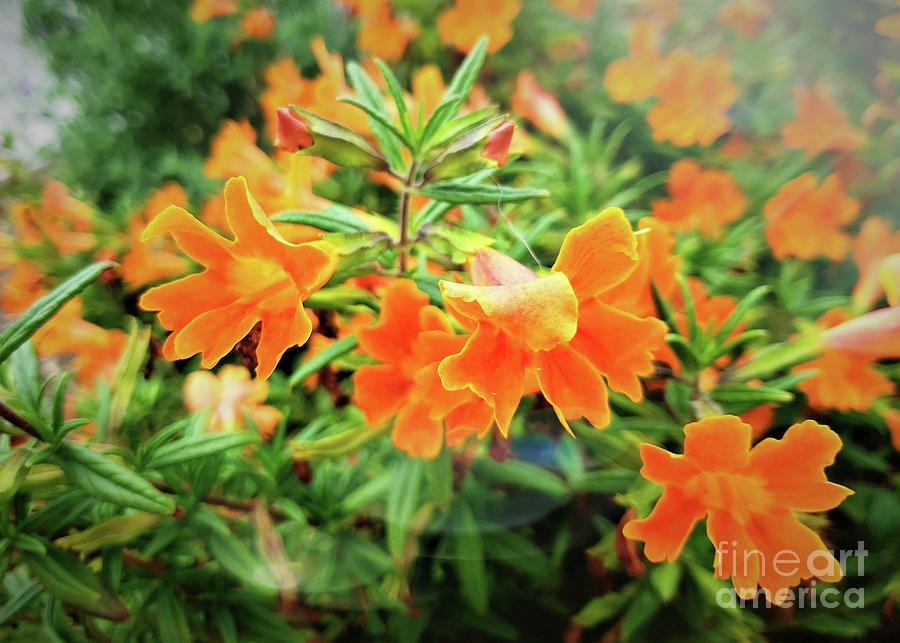 Orange Glory Photograph by Dipali Shah