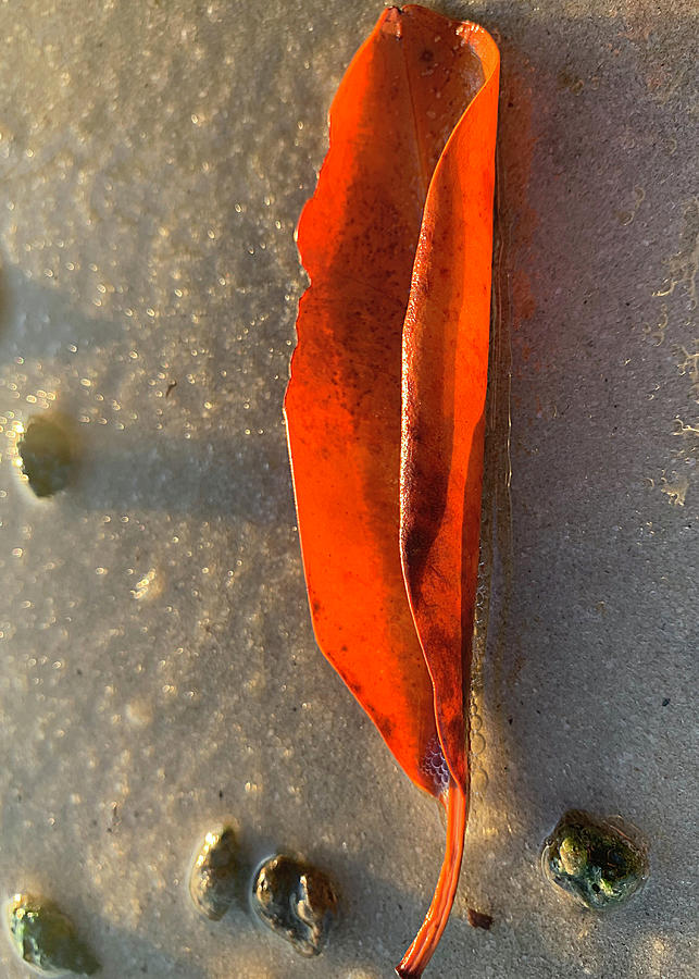 Orange Glow Leaf Photograph by Decoris Art