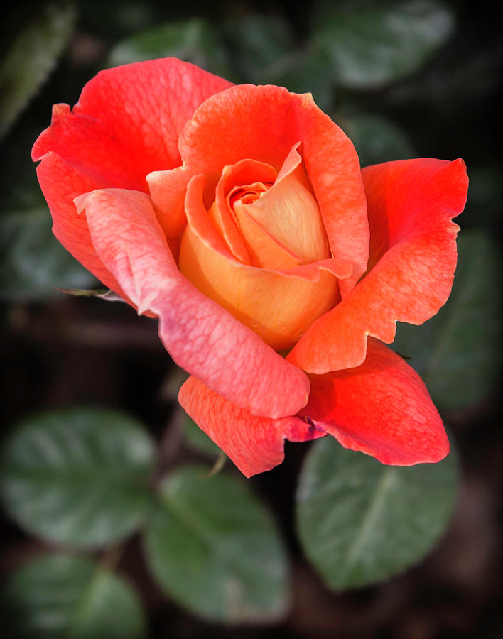 Nature Photograph - Orange Glow Rose by Venetia Featherstone-Witty