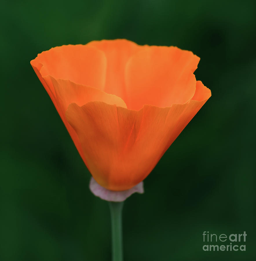 Orange Glowing Poppy Photograph by Ava Reaves