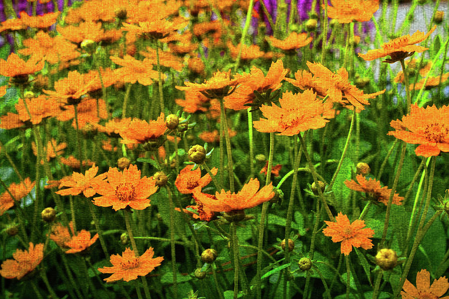 Orange Gold Flowers Photograph by Robert Tubesing Fine Art America