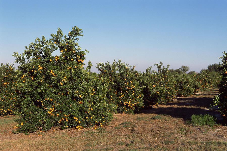 Orange grove , Florida Photograph by Comstock Images