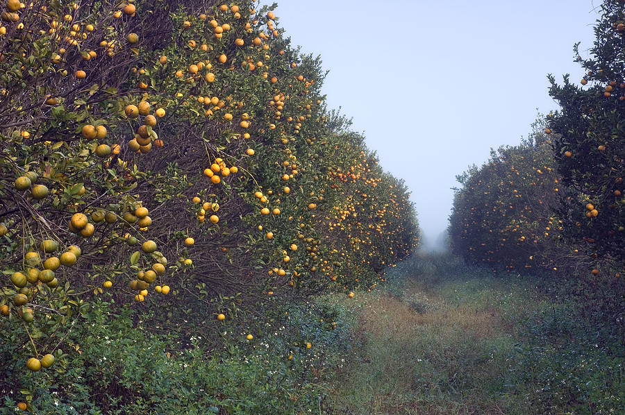 Orange grove, Immokalee, Florida Photograph by John Coletti