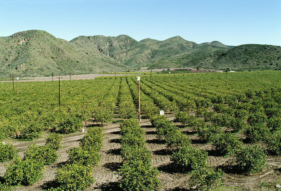 Orange Groves in Southern California Photograph by Glowimages