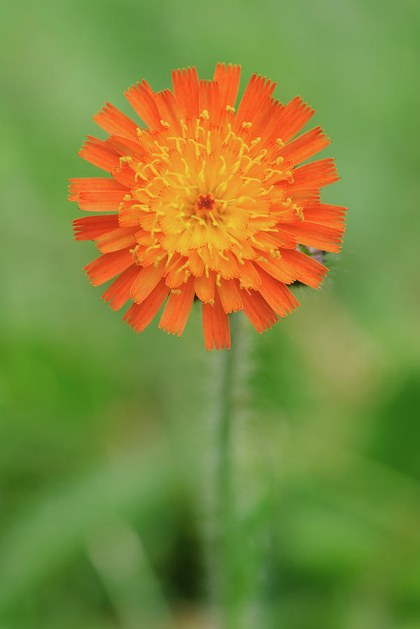 Orange Hawkweed close-up Photograph by Jan Luit