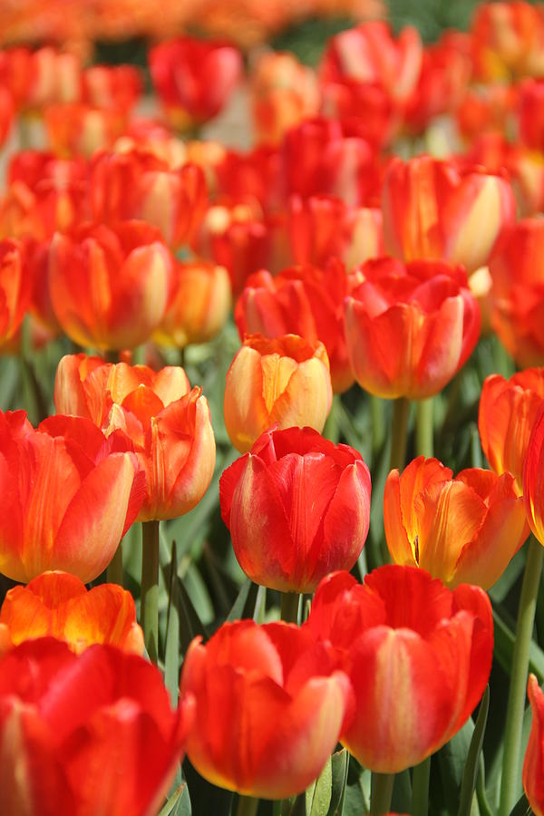 Orange Heaven Photograph by Kelly McLean - Fine Art America