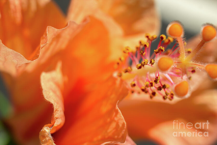 Orange Hibiscus Bloom Photograph by Laura Leatherwood Orange Hibiscus Bloom Photograph by Laura Leatherwood