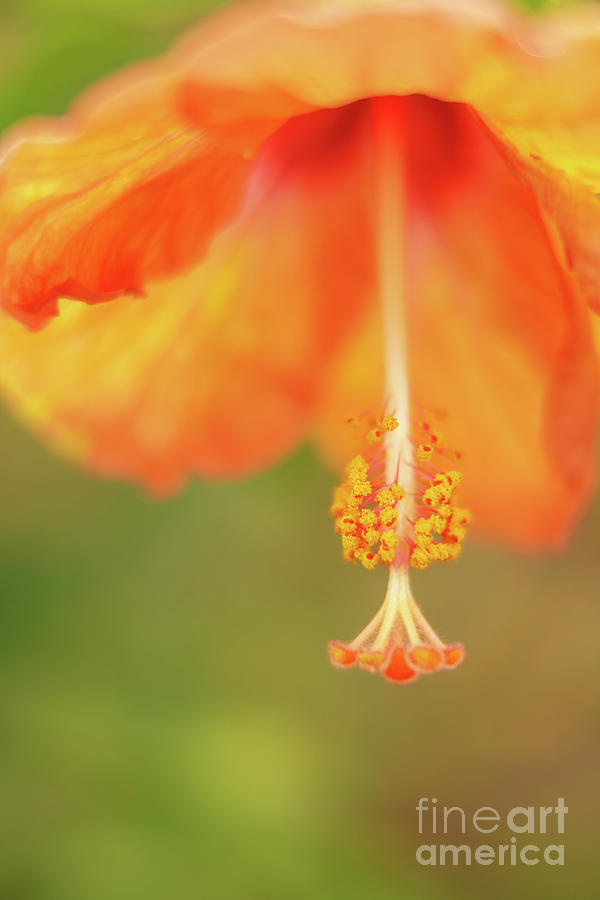 Orange Hibiscus Blossom in Hawaii Photograph by Nancy Gleason