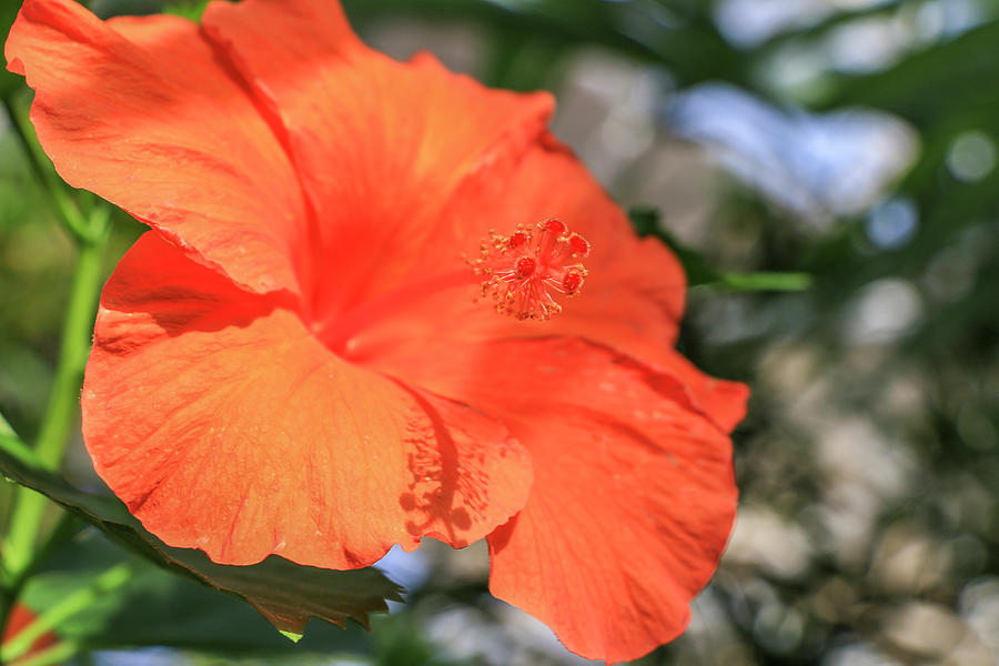 Orange Hibiscus Photograph by Dawn Richards