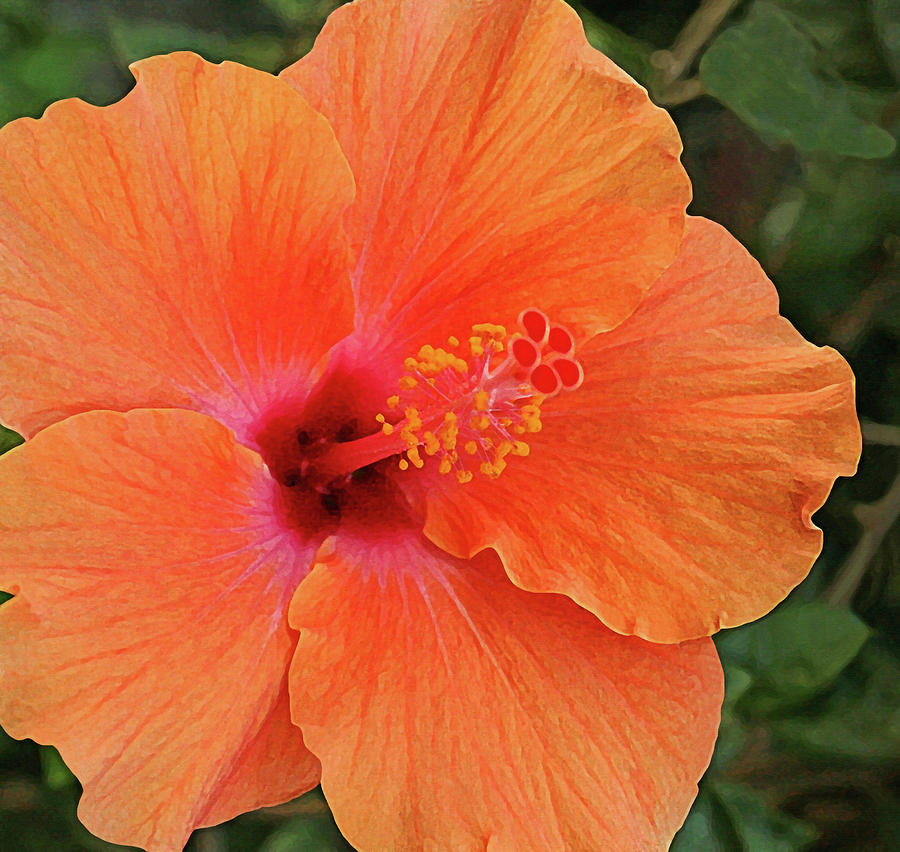 Orange Hibiscus Photograph