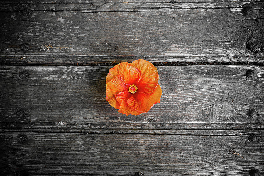 Orange hibiscus flower Photograph by Fabiano Di Paolo