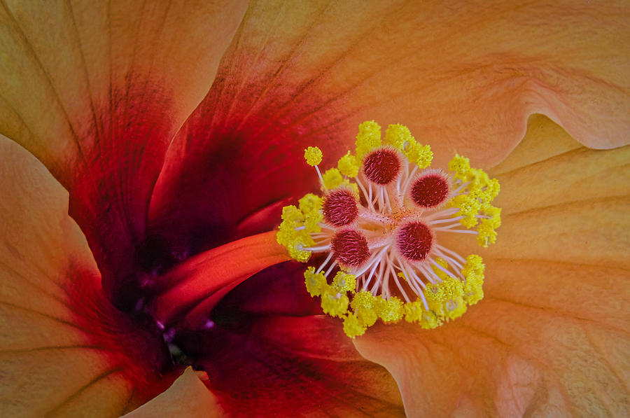 Orange Hibiscus Flower Macro Photograph by Stuart Litoff