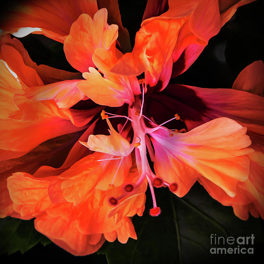 Orange Hibiscus Photograph by Neala McCarten