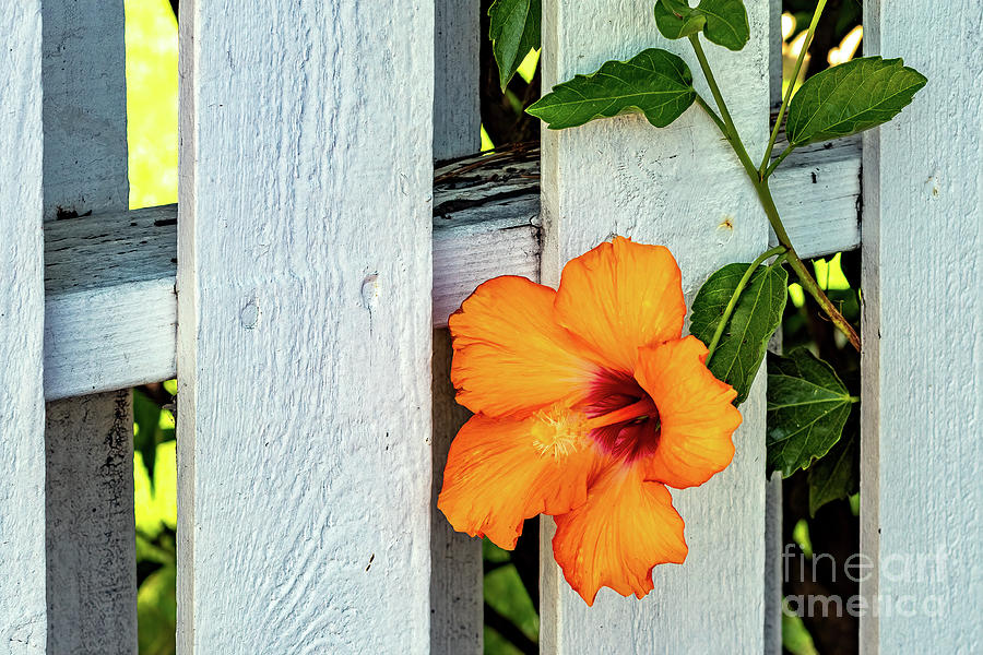 Orange Hibiscus Peeking Through White Fence Photograph by Roslyn Wilkins