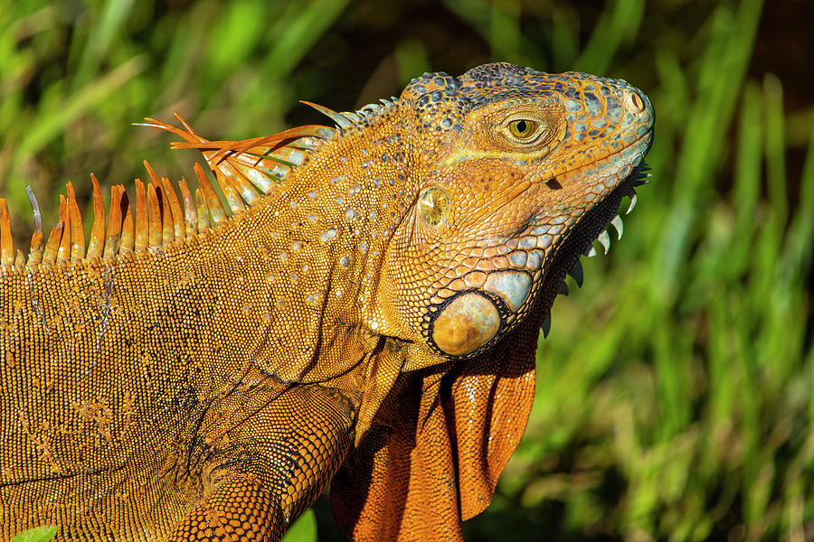 Orange Iguana Photograph by Blair Damson
