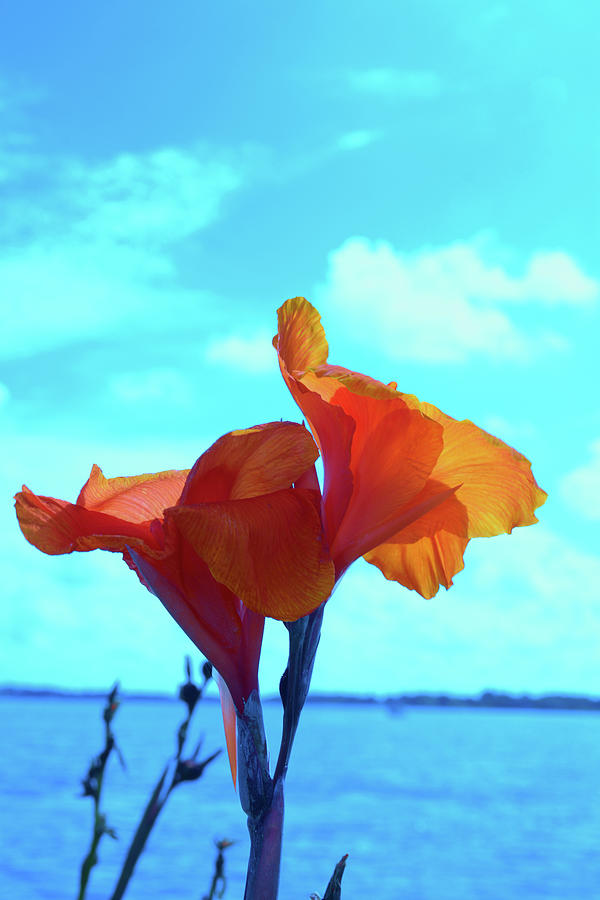 Orange Iris Flower Photograph