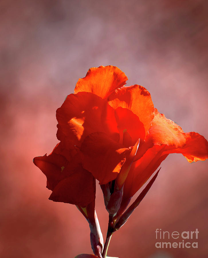 Orange Irises Photograph
