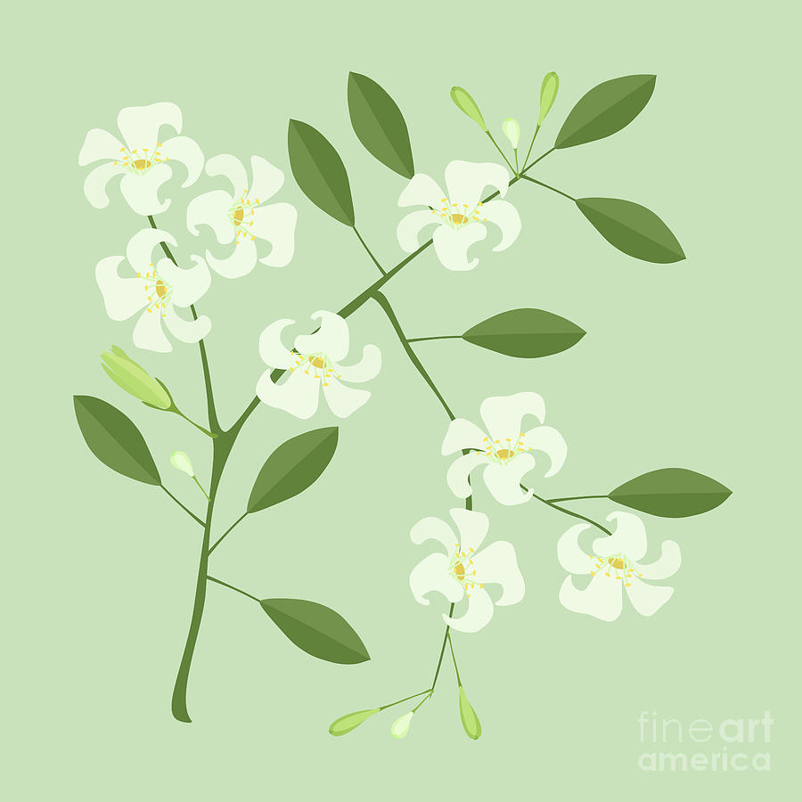 Cape jasmine Drawing Botanical illustration Botany, flower, botany, leaf  png | PNGEgg