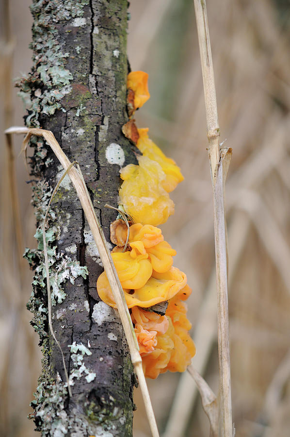 Orange Jelly, Dacrymyces palmatus Photograph by Kevin Oke