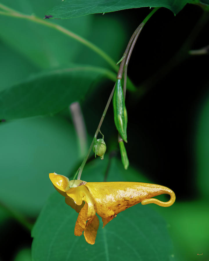 Orange Jewelweed Flower and Explosive Seed Pod DFL1375 Photograph by Gerry Gantt