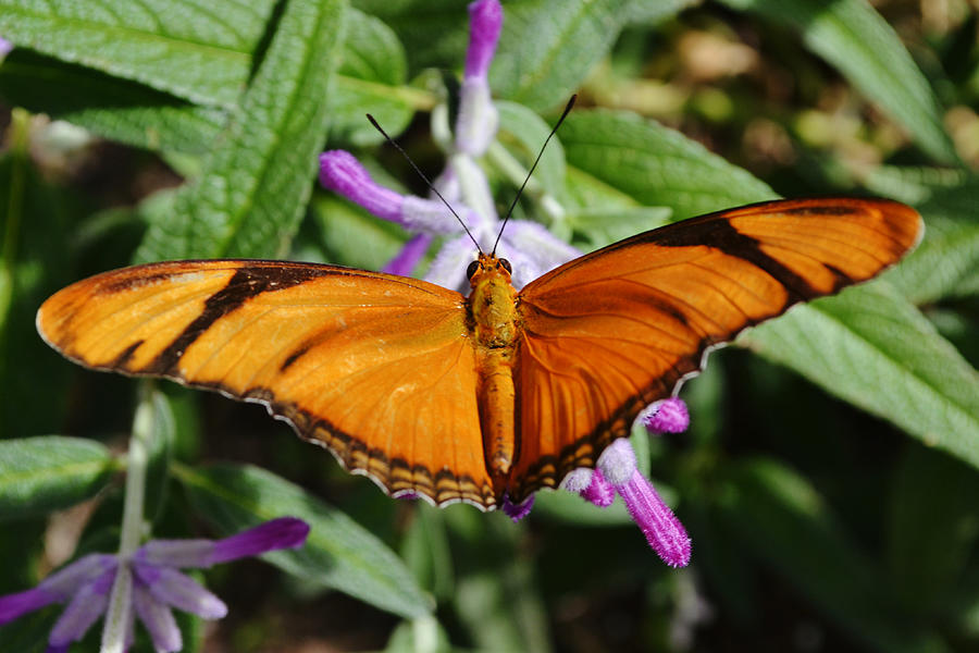 Orange Julia Butterfly Close Up on Wildflowers Photograph by Gaby Ethington