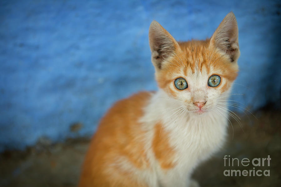 Chefchaouen Photograph - Orange Kitten by Jennylynn Fields