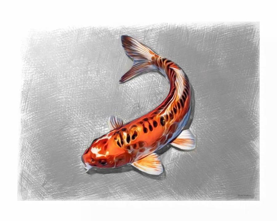 Orange Koi Fish Sketch Digital Art