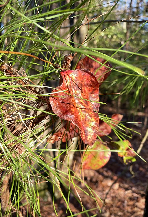 Orange Leaf Among Pine Needles Photograph by Bill Swartwout