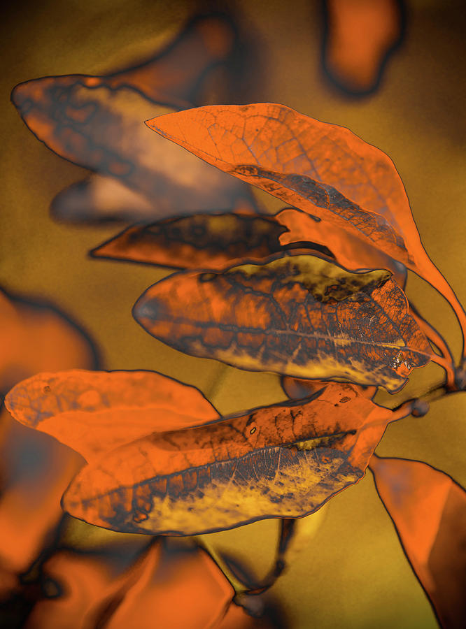 Orange Leaf Light Abstract Photograph by Bruce Pritchett