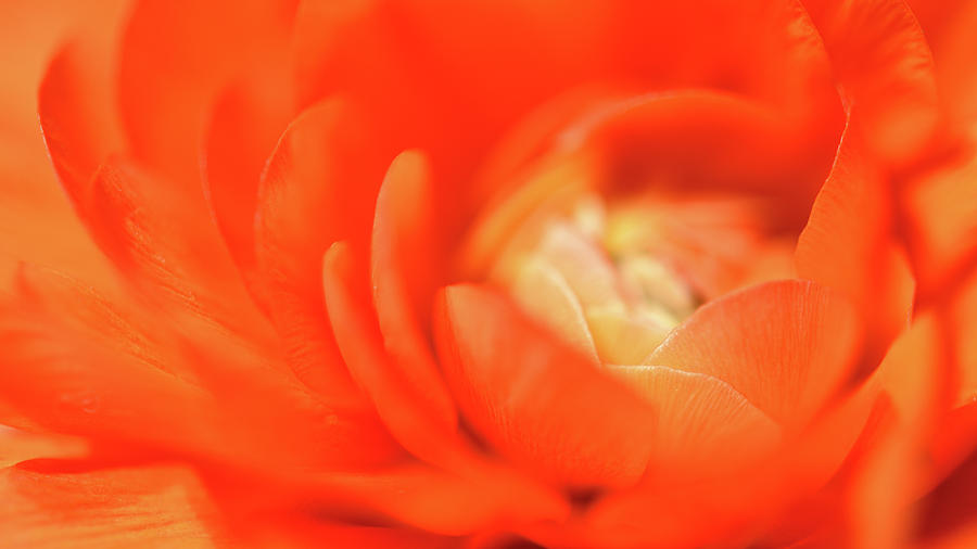 Orange  Photograph by Leanna Kotter