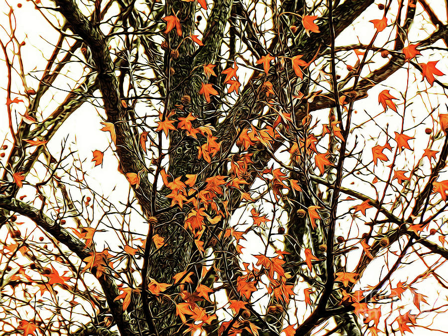 Orange Leaves Fall Trees Photograph by Scott Cameron